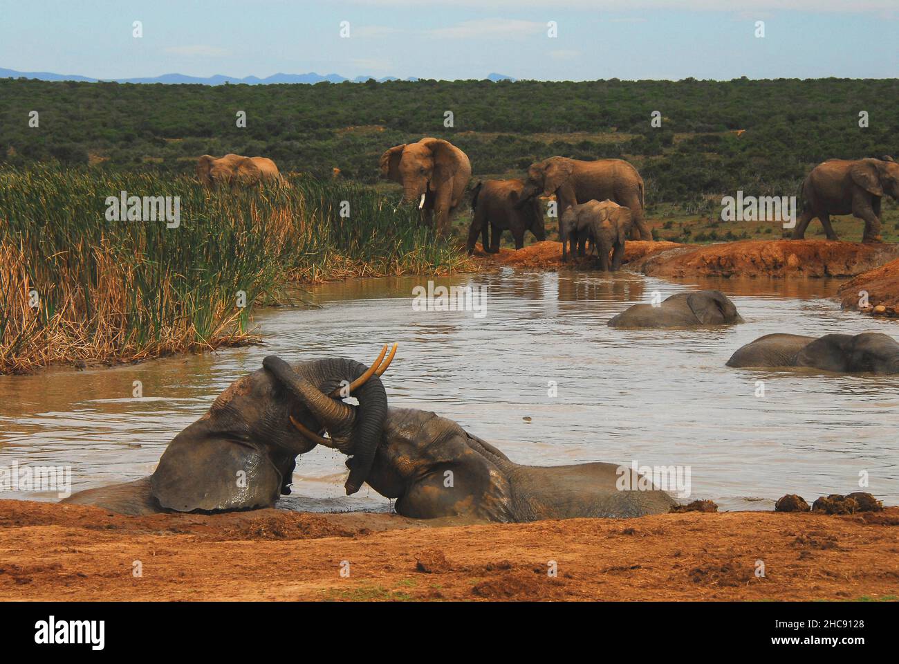 Eine reizvolle Szene einer Herde wilder Elefanten, die in einem See im Addo Elephant Reserve in Südafrika baden und spielen. Viele mehr wie diese. Stockfoto