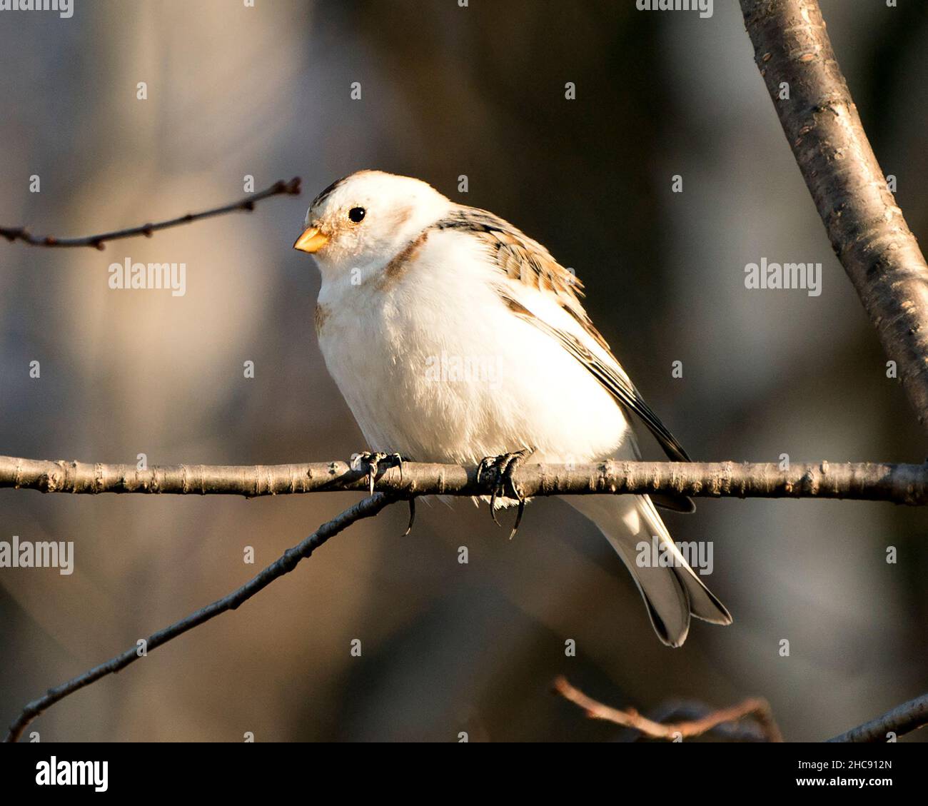 Schnee-Ammer Vogel aus der Nähe, auf einem Baum Zweig mit einem verschwommenen Hintergrund thront und genießen seine Umwelt und Lebensraum. Bild. Bild. Hochformat. Stockfoto