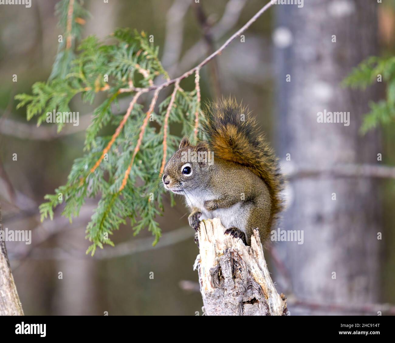 Nahaufnahme des Eichhörnchen-Profils im Wald, der auf einem Ast steht und auf einem unscharfen Hintergrund sein braunes Fell, seine Pfoten und seinen buschigen Schwanz zeigt. Stockfoto
