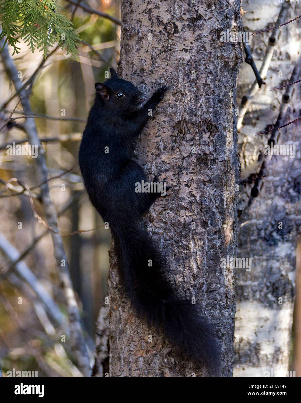 Nahaufnahme des Eichhörnchen-Profils im Wald, der auf einen Baum klettert, der auf einem verwacklungsunscharfen Waldhintergrund mit schwarzem Fell, Pfoten und buschigen Schwanz aufsteigt. Stockfoto