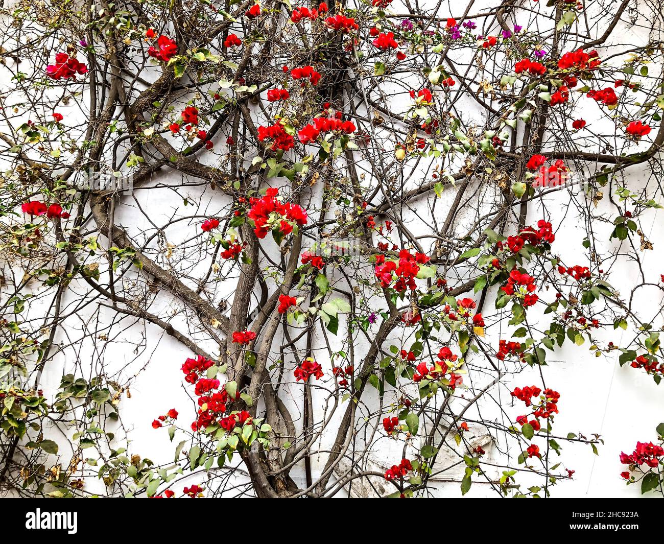 Kriechere Pflanze an der weißen Wand mit roten Blüten und grünen Blättern Stockfoto