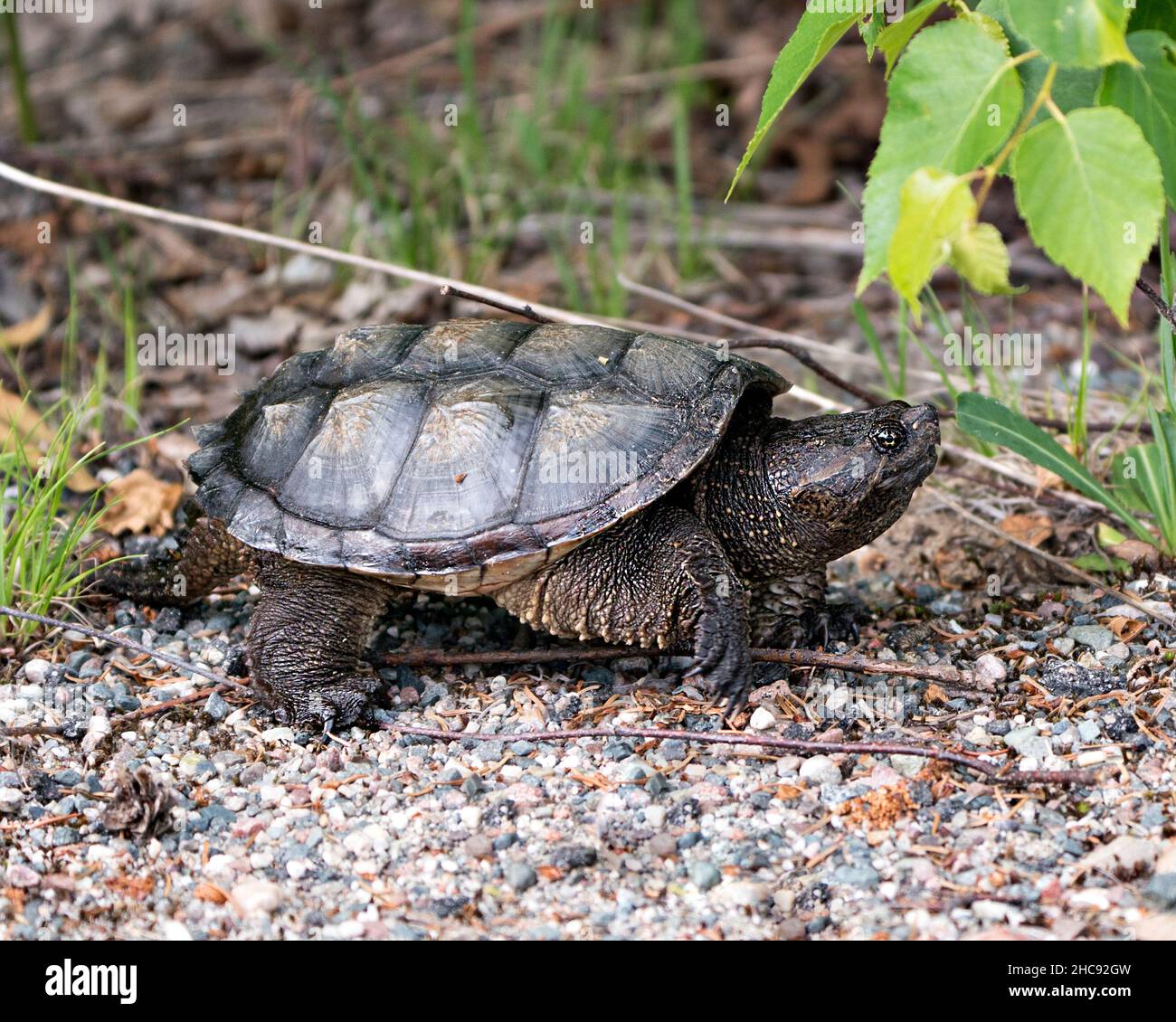 Schnappschildkröte Nahaufnahme Profilansicht Wandern auf Schotter in seiner Umgebung und Umgebung mit Drachenschwanz, Schildkrötenpanzer, Pfoten, Nägeln. Stockfoto