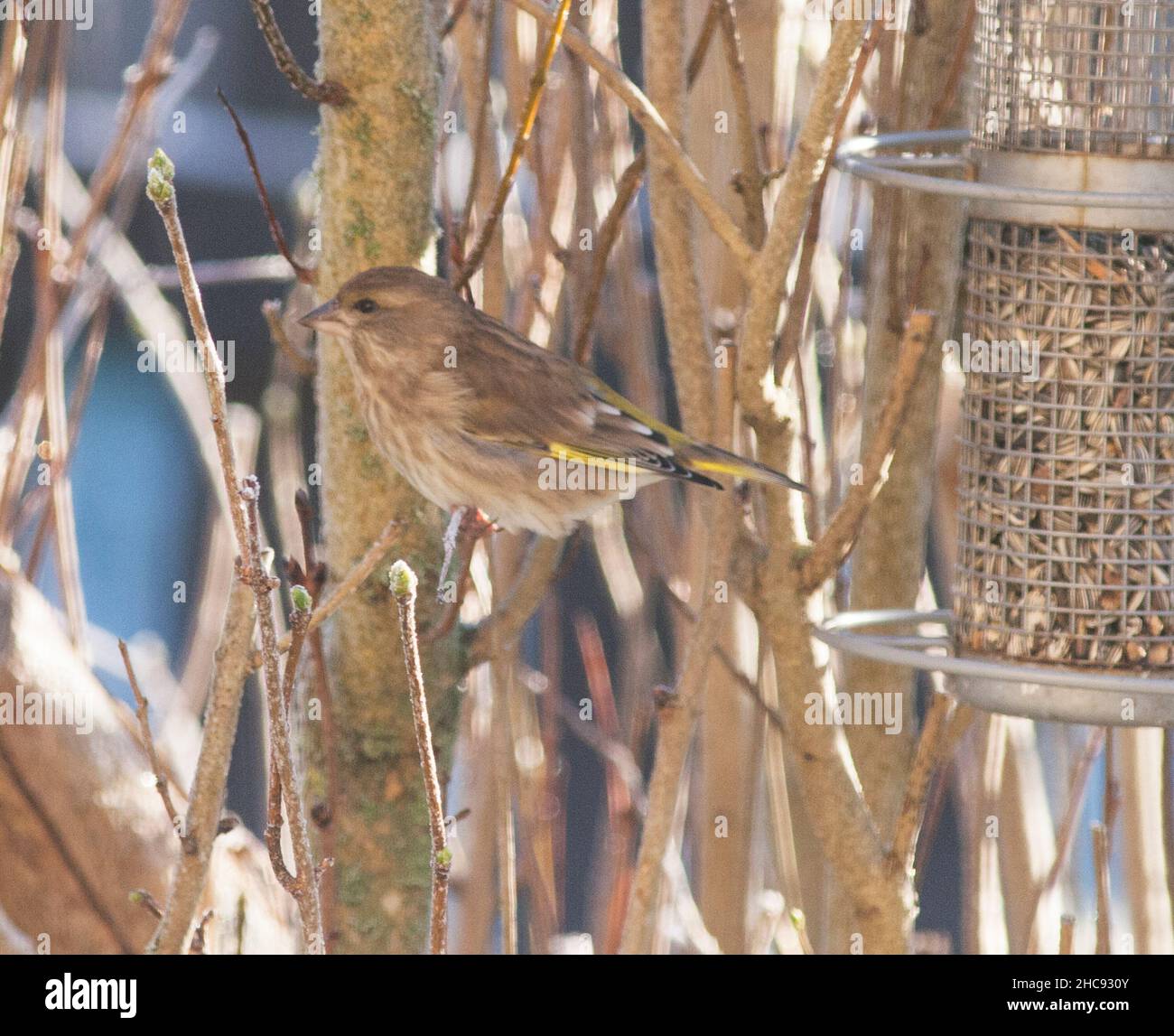 Europäische Chloris Chloris GRÜNFINK Stockfoto