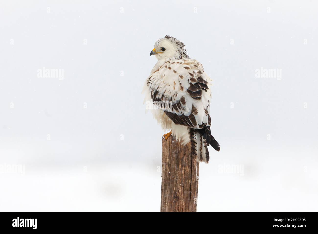 Gemeiner Bussard, (Buteo buteo), mit weißem Gefieder, auf Pfosten sitzend, im Winter, Niedersachsen, Deutschland Stockfoto