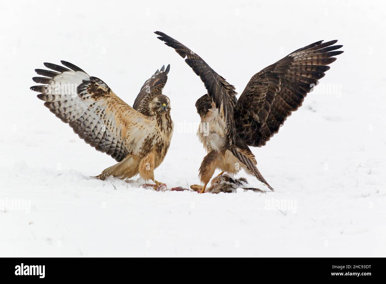 Gemeiner Bussard, (Buteo buteo), Vögel kämpfen um Aas auf schneebedecktem Feld, im Winter, Niedersachsen, Deutschland Stockfoto