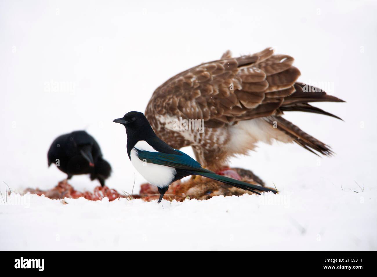 Elster, (Pica pica), gemeiner Buzzard, (Buteo buteo) und Carrion Crow, (Corvus corone), Fütterung von Aas im Winter, Niedersachsen, Deutschland Stockfoto