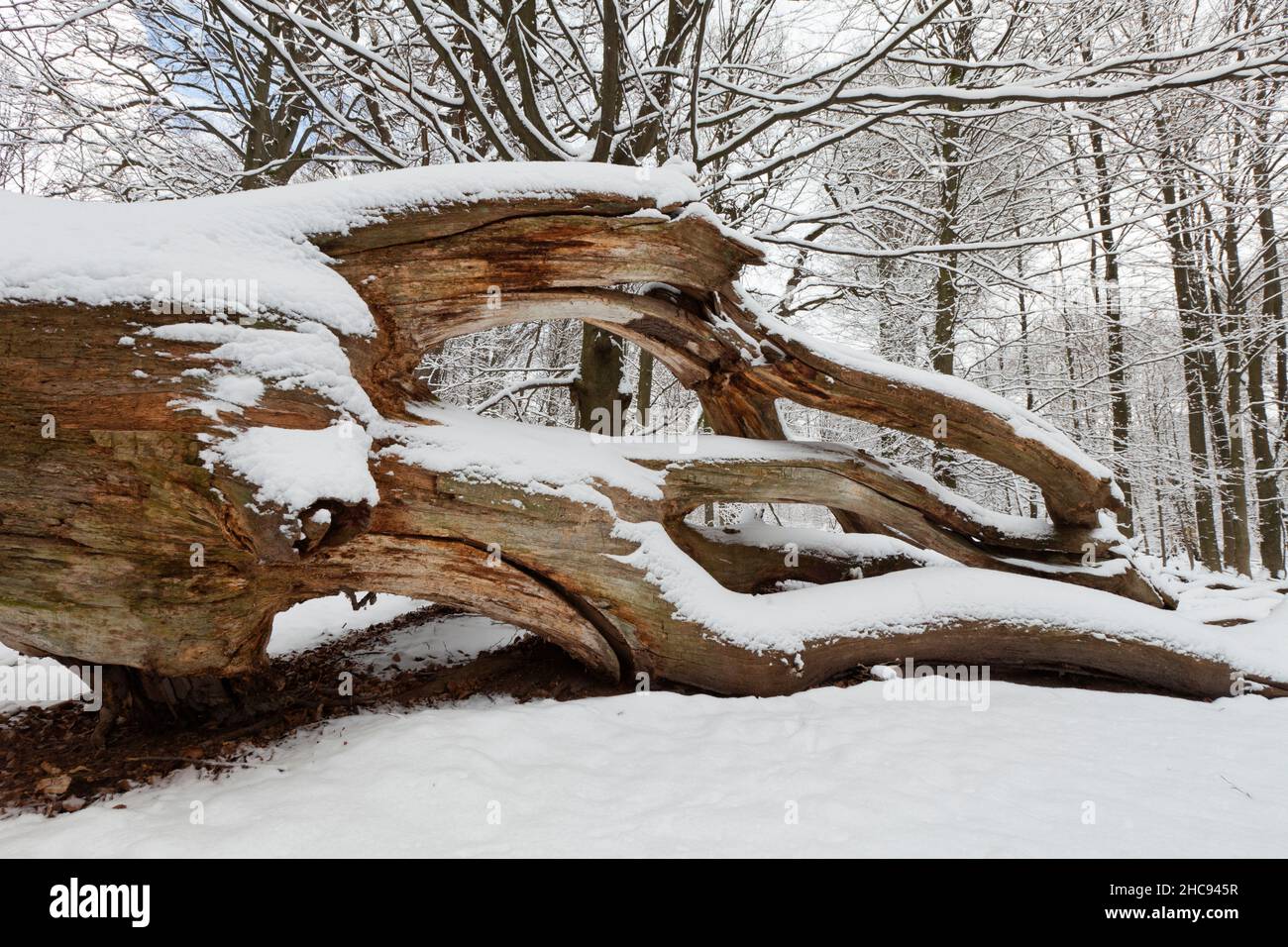 Alter, toter Eichenstamm, (Quercus robur), im Winter schneebedeckt, Sababurger Wald, Nordhessen, Deutschland Stockfoto