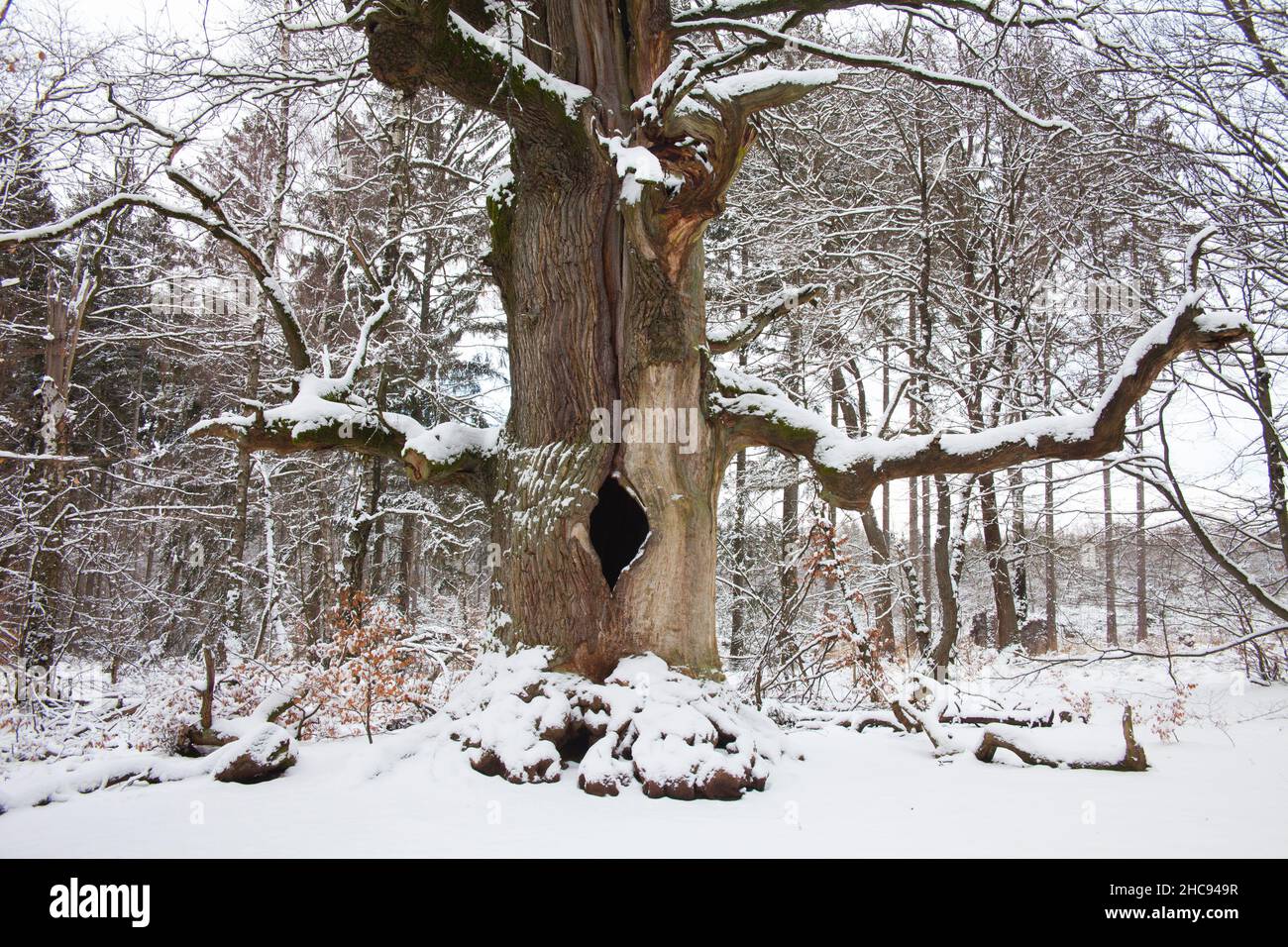 Alte alte Eiche (Quercus robur), im Winter schneebedeckt, Waldreservat Sababurg, Nordhessen, Deutschland Stockfoto