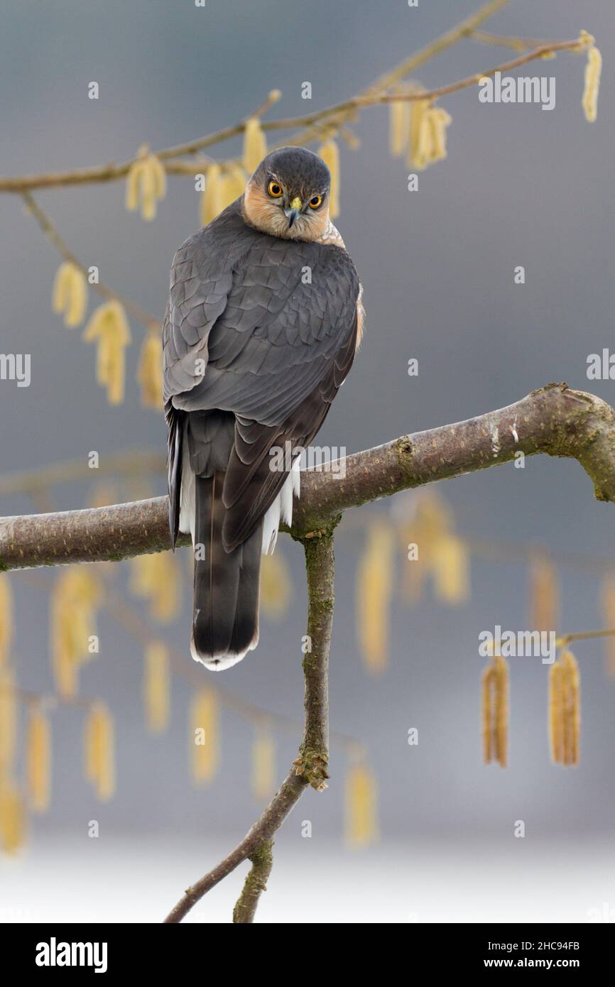 Sparrowhawk, im Winter in Haselnussbusch gelegen, Niedersachsen, Deutschland Stockfoto