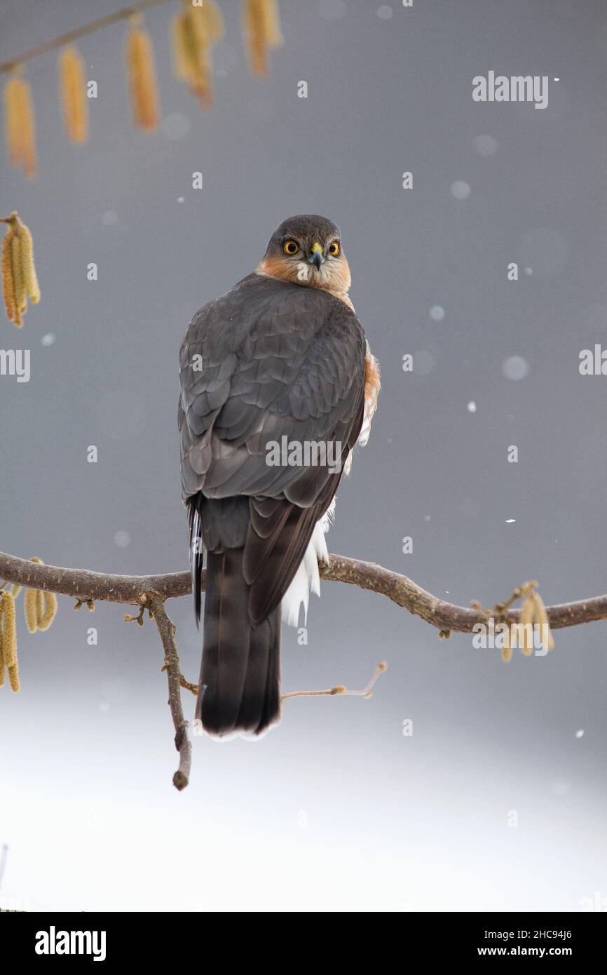 Sparrowhawk, im Winter in Haselnussbusch gelegen, Niedersachsen, Deutschland Stockfoto