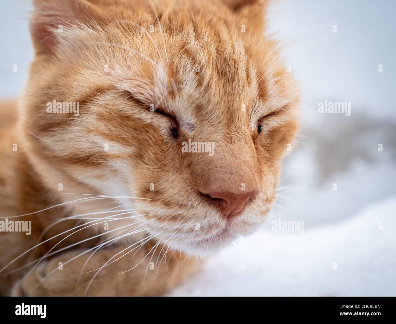 Eine fredschende Straßenkatze schaut weg. Aufgenommen an einem sehr sonnigen Sommertag auf der ägäischen Insel Santorini, Griechenland. Stockfoto