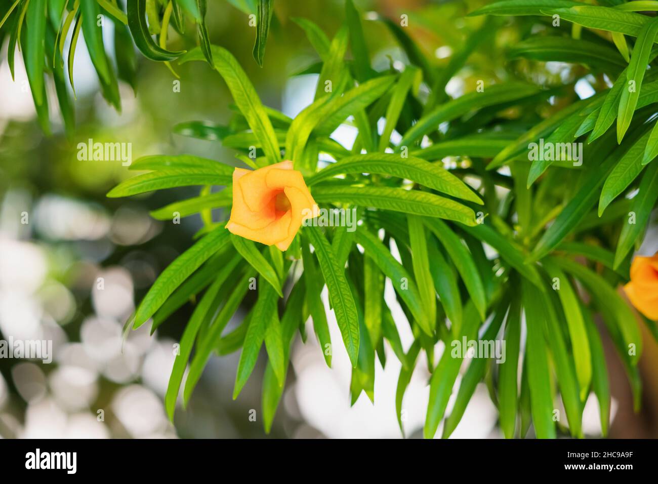 Cascabela thevetia oder Gelber Oleander Baum ist weit verbreitet als Zierpflanze in heißem Klima verwendet, aber es ist sehr giftig und giftig Stockfoto