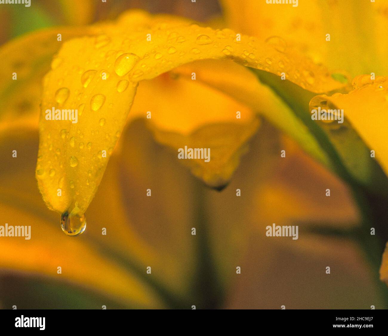 Eine Tageslilie, bedeckt mit heissem Tau, der davon tropft. Stockfoto