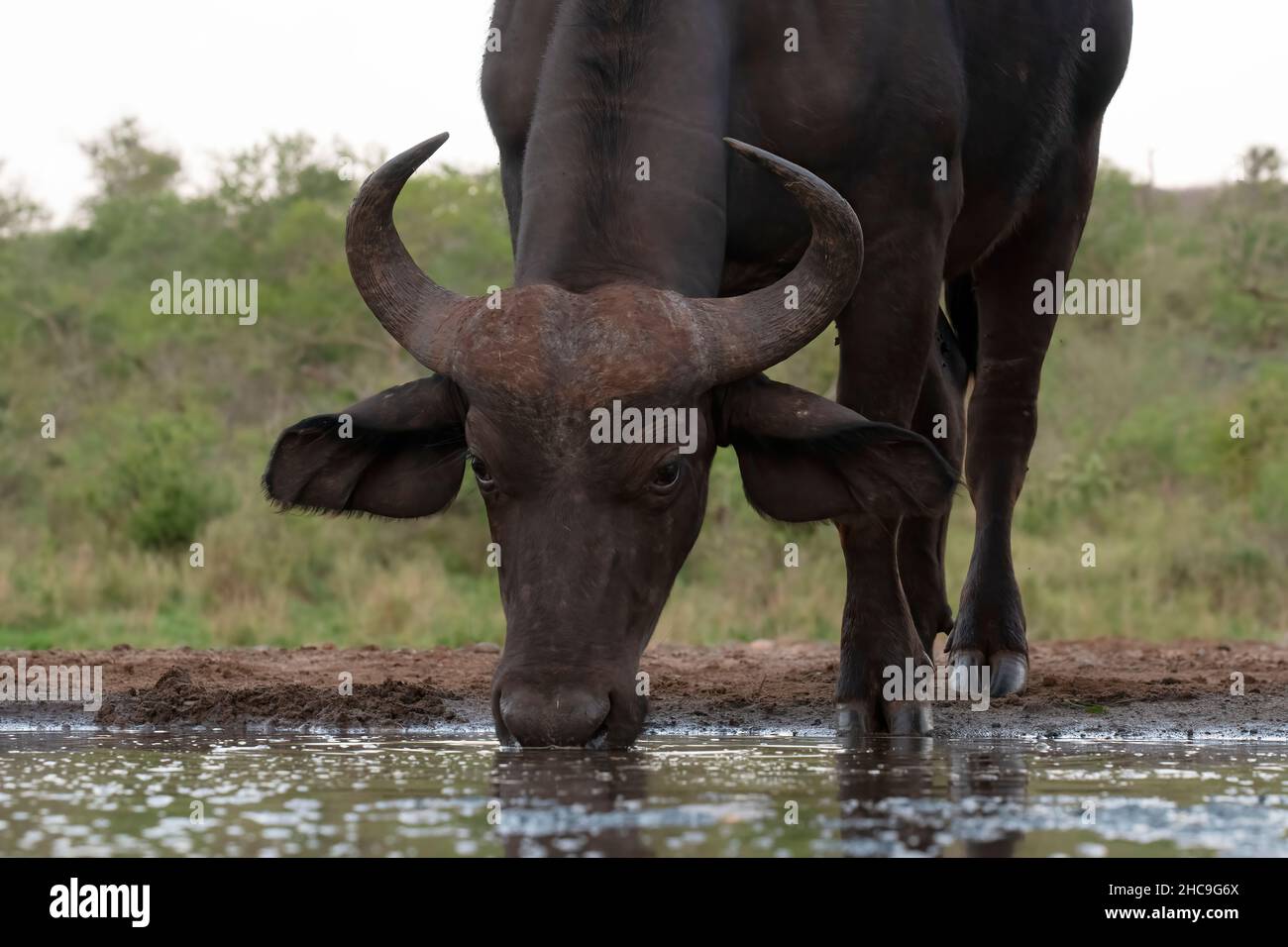 Afrikanischer Büffelbulle (Synrecus Caffer), der im Tamboti Hide, Zimanga Private Game Reserve, KwaZulu Natal trinkt. Stockfoto