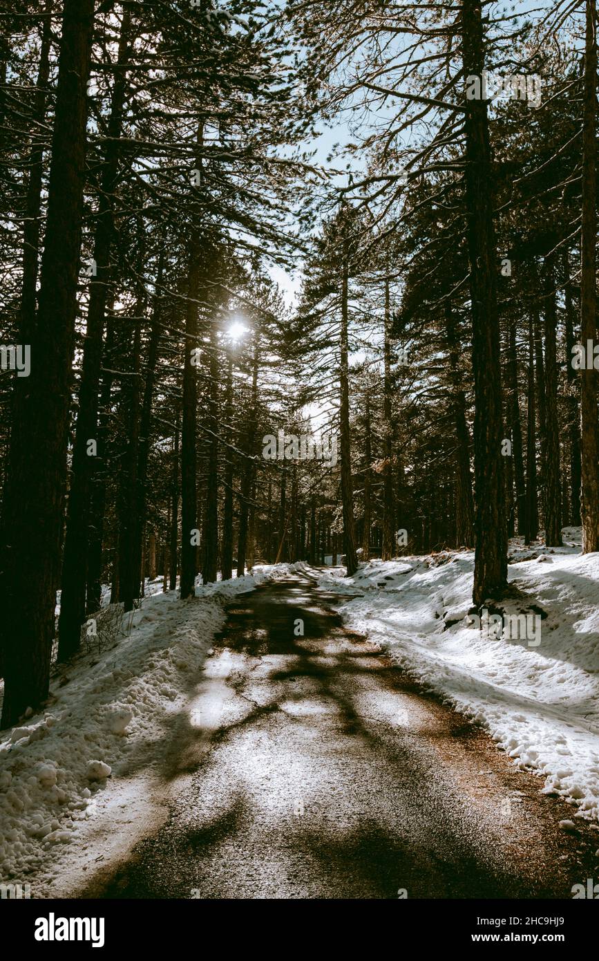 Landstraße, die im Winter durch einen verschneiten Wald führt. Stockfoto