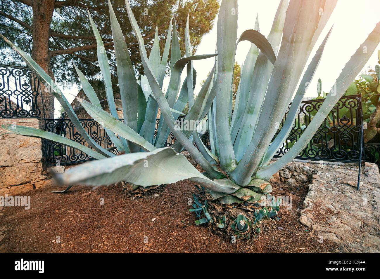 Ernte der Agave Azul Kaktus fr die Herstellung von Tequila in der Stadt  Tequila, Bundesstaat Jalisco Mexico Stockfotografie - Alamy