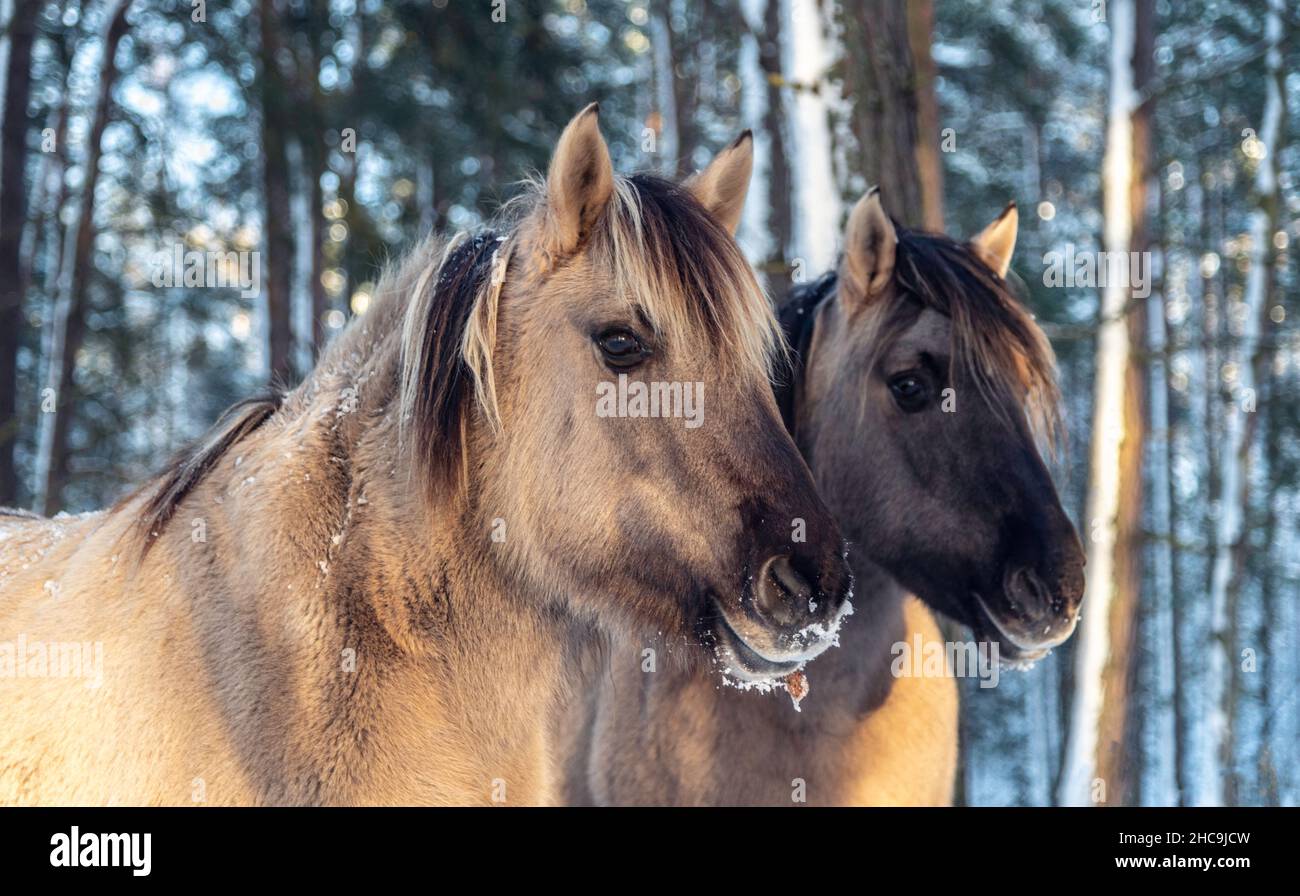Hauptportrait von zwei wilden Konikpferden im Wald am sonnigen Wintertag Stockfoto