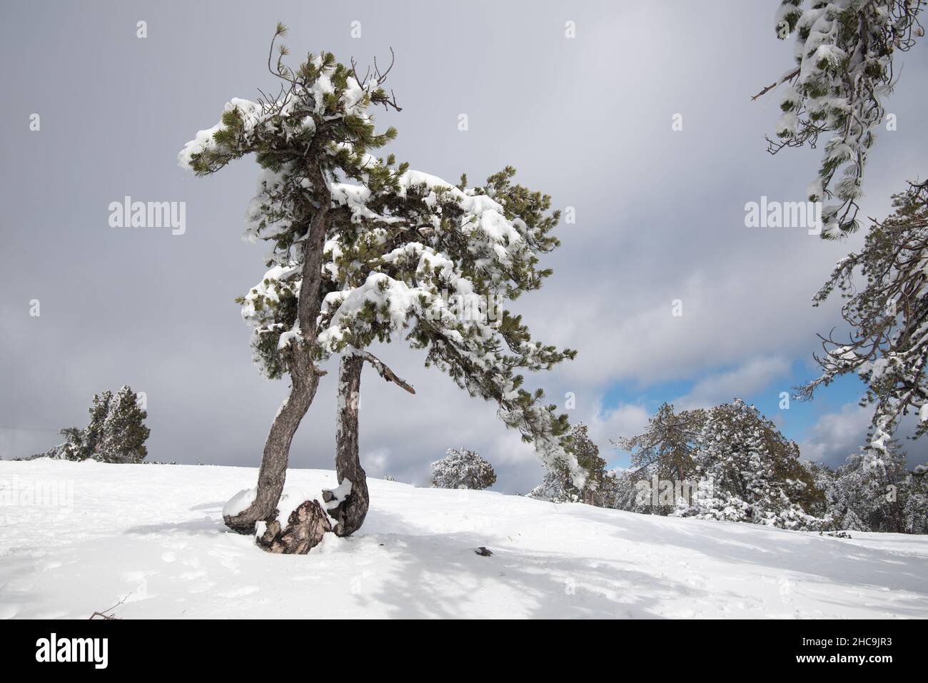 Nadelbaum in einem verschneiten Bergwald mit Schnee bedeckt. Stockfoto
