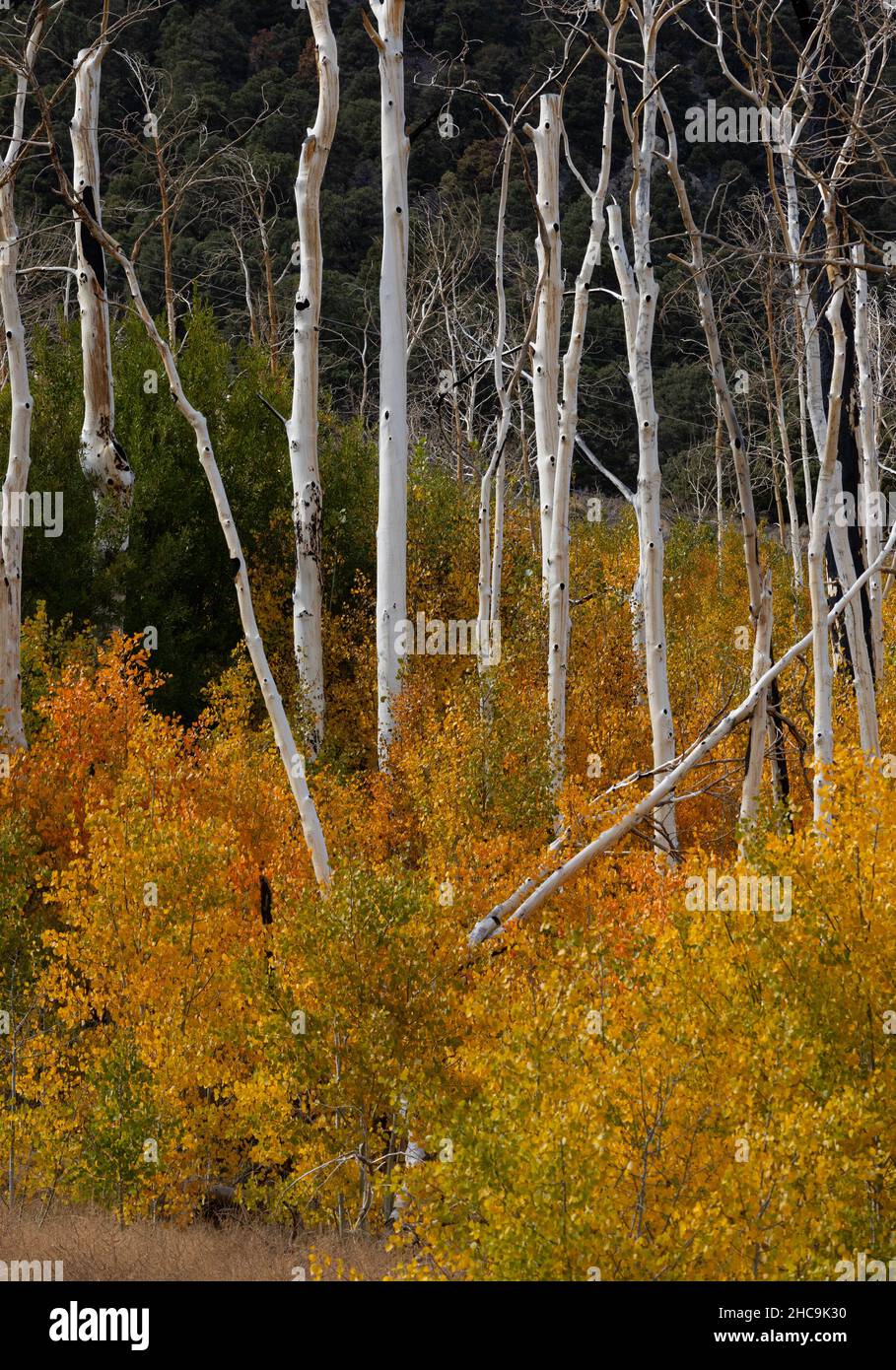 Aspen Hain im Herbst in der östlichen Sierra Nevadas Stockfoto
