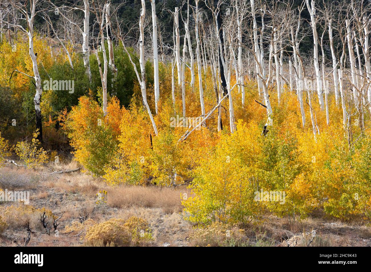 Aspen Hain im Herbst in der östlichen Sierra Nevadas Stockfoto