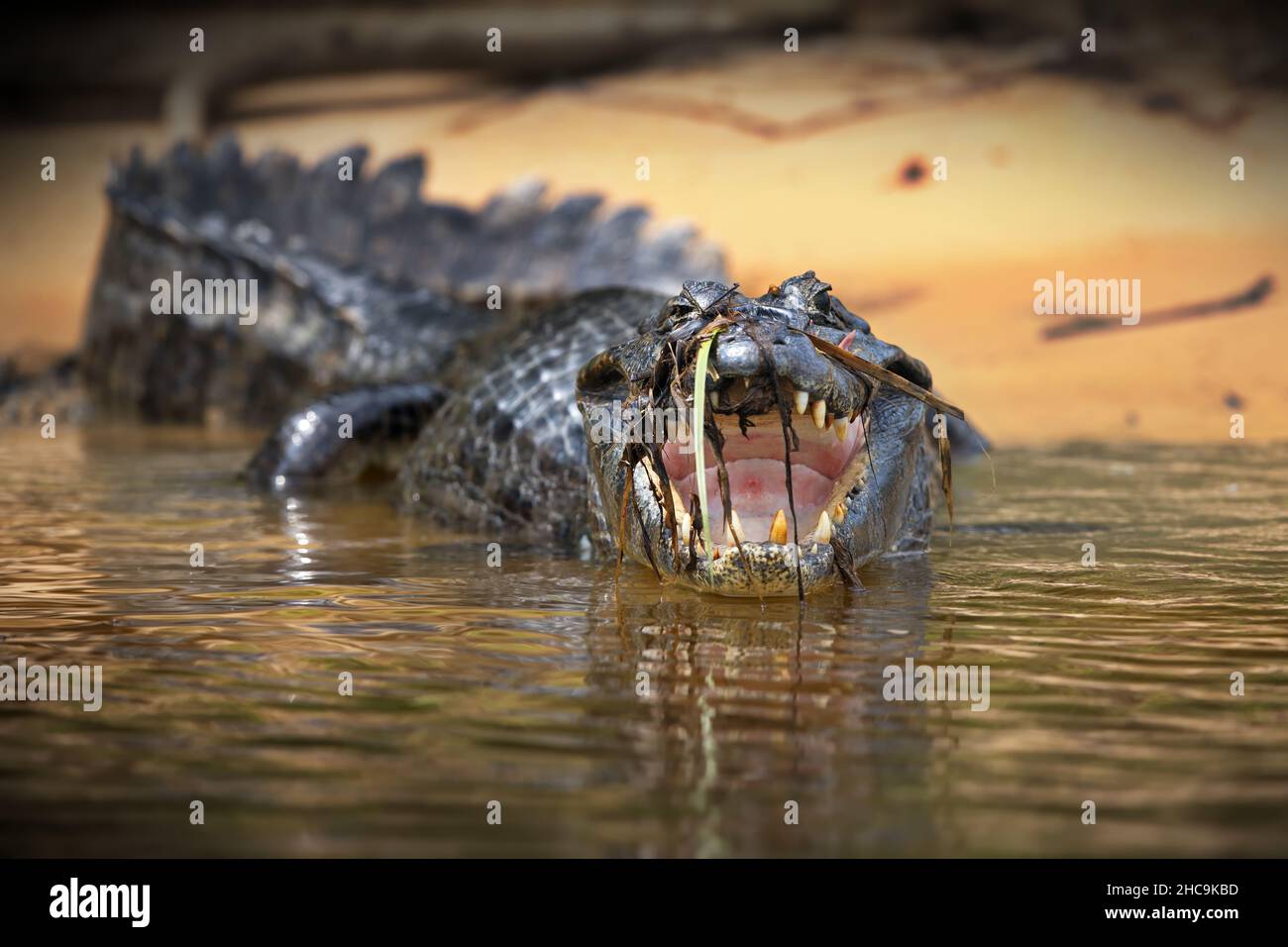 Aufnahme eines Krokodilkrokodils mit flachem Fokus, das in die Kamera blickt und den Mund öffnet Stockfoto