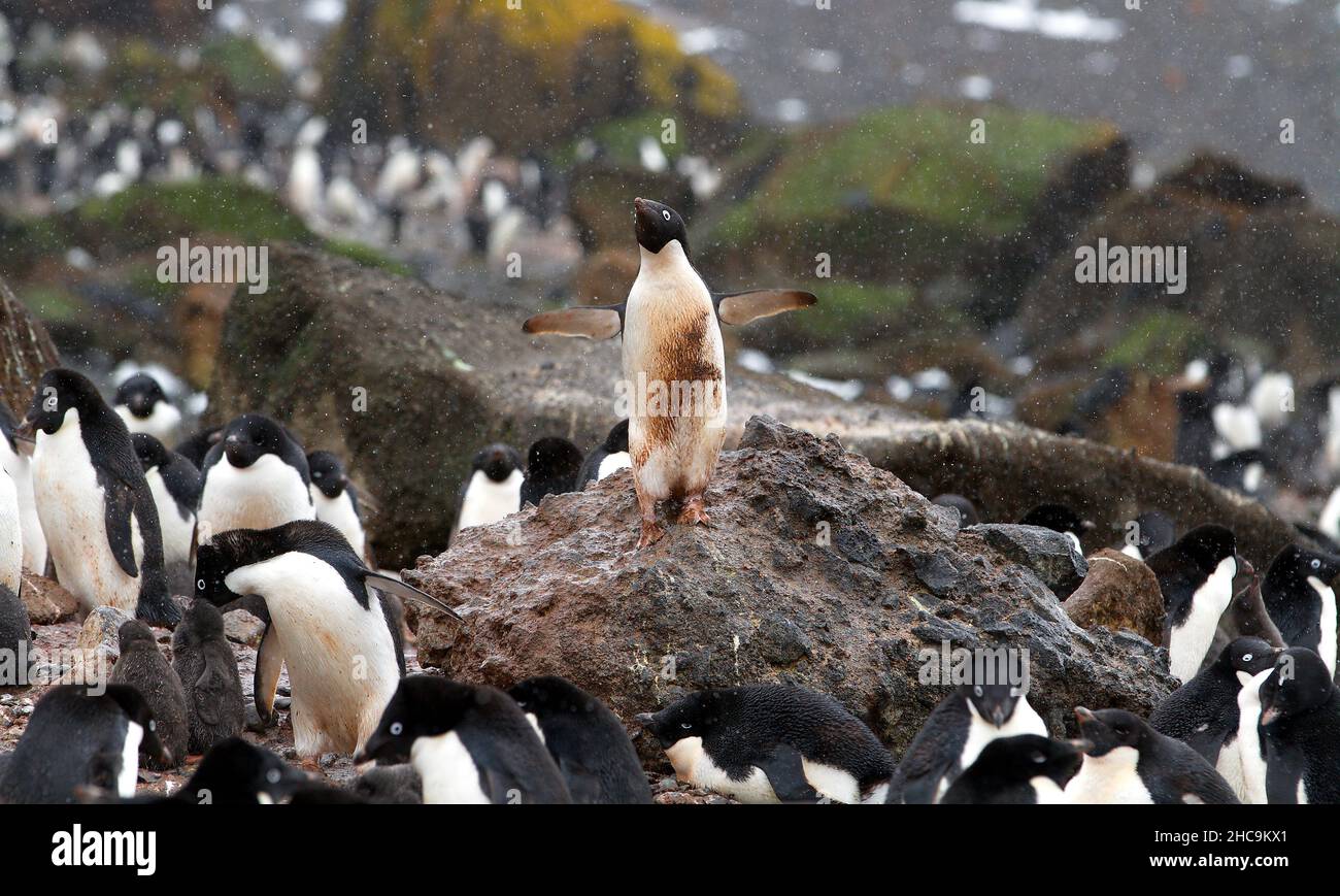 Einzelner Pinguin steht auf dem Felsen und jetzt os höher als jeder andere Stockfoto