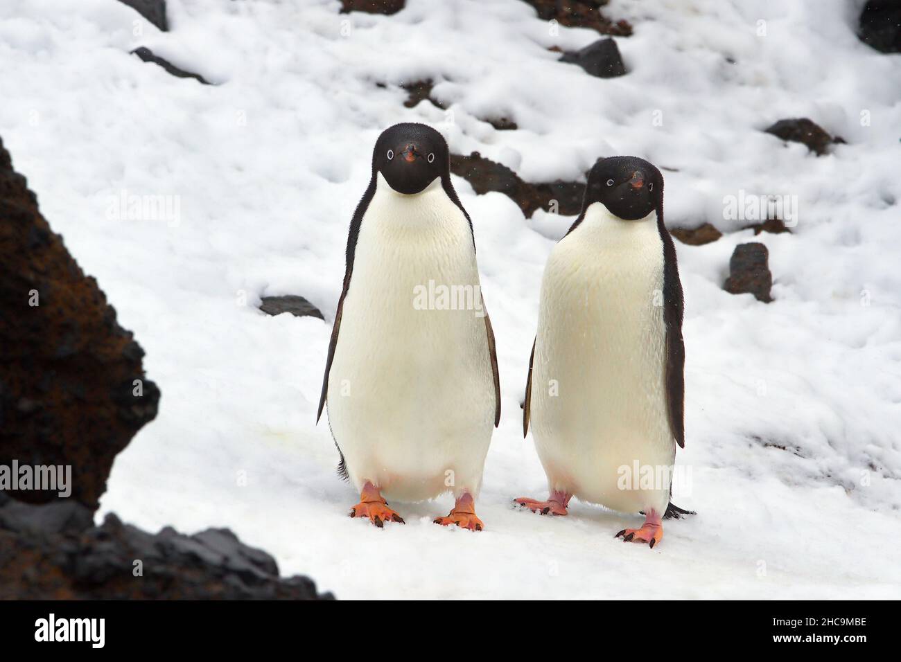Nahaufnahme von Adelie-Pinguinen auf schneebedeckten Felsen in der Antarktis mit verschwommenem Hintergrund Stockfoto