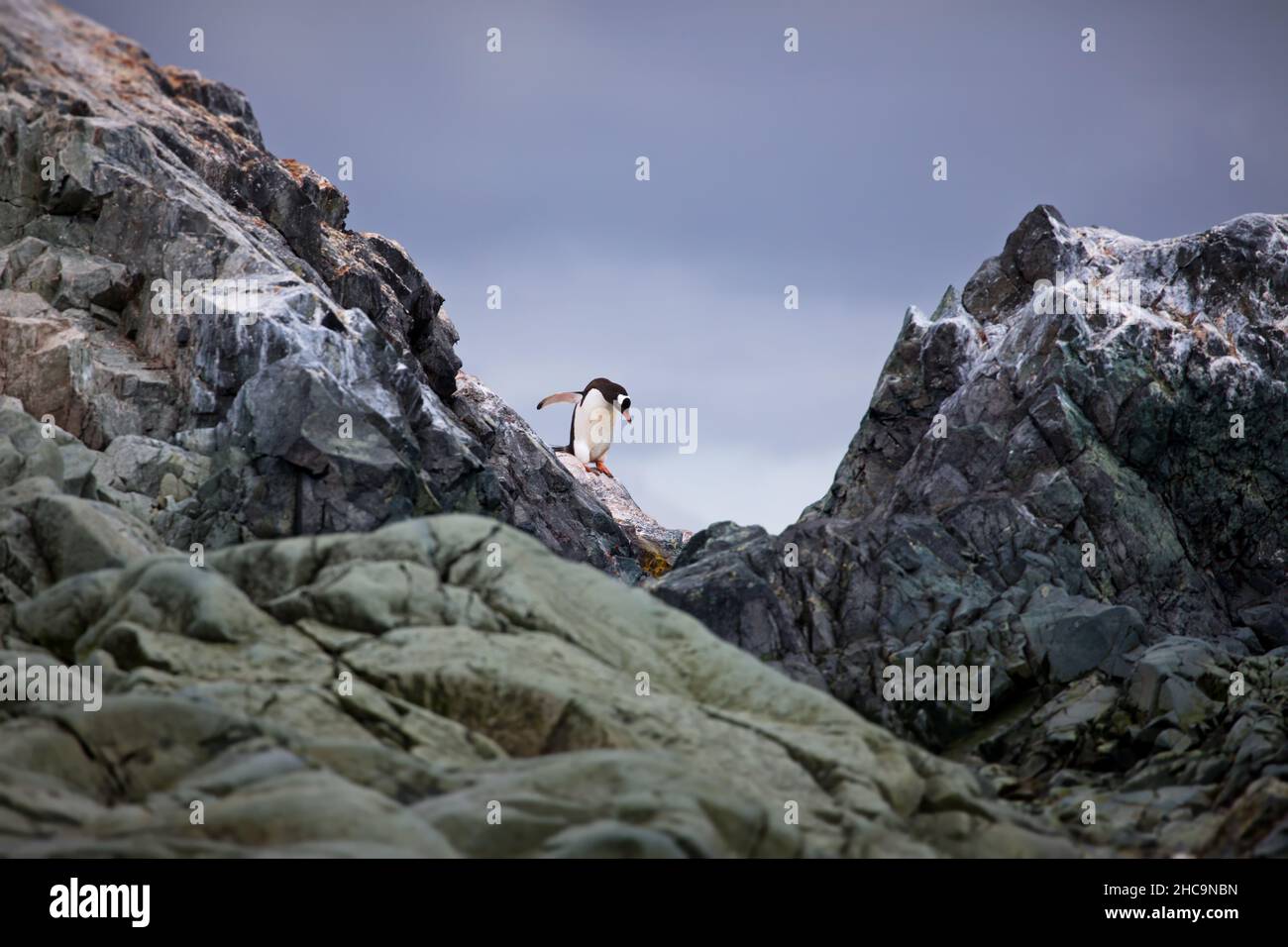 Ein einzelner Pinguin, der zwischen zwei Spitzen der Felsen in der Antarktis steht Stockfoto