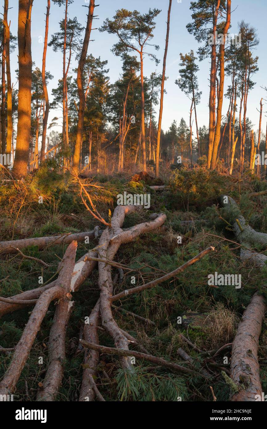 Am frühen Morgen fällt die Sonne auf der Schotten-Kiefer (Pinus Sylvestris) im Woodland, die im November 2021 von dem Sturm Arwen in Nordostschottland beschädigt wurde Stockfoto