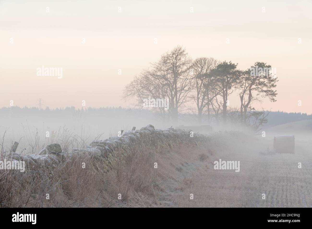 Der Rand eines Stoppelfeldes und eine trockene Steinmauer an einem kalten, frostigen Morgen mit einem kleinen Baumbestand, der im Nebel vor Sonnenaufgang sichtbar ist Stockfoto