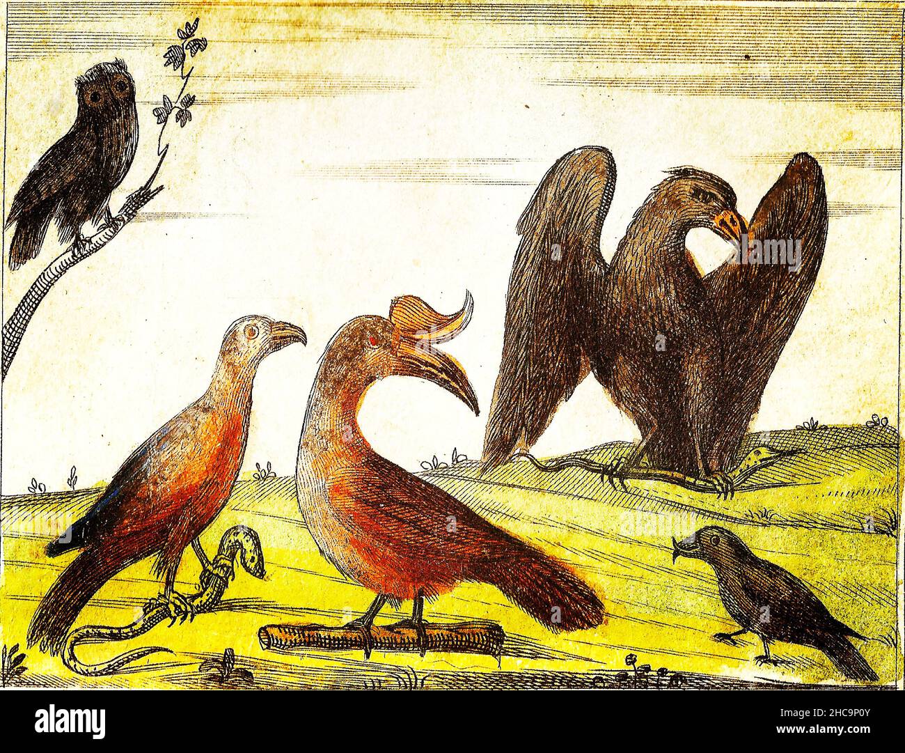 ADLER, NASHORNSCHNABEL, GEIER, SCHEUNE OWL und KREUZSCHNABEL - 1840 Vintage Gravurillustration mit Originalfarben und Unvollkommenheiten. Stockfoto