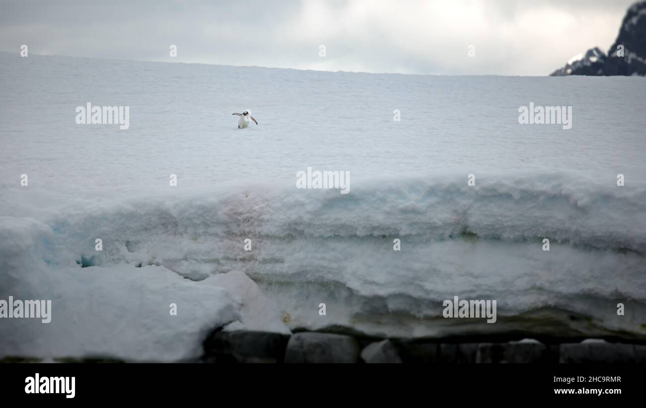 Single Pinguin zu Fuß auf der dicken Schicht aus Schnee und Wolken auf dem Hintergrund Stockfoto