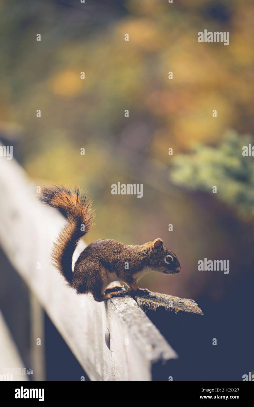 Nahaufnahme eines niedlichen Eichhörnchens in einem Wald Stockfoto