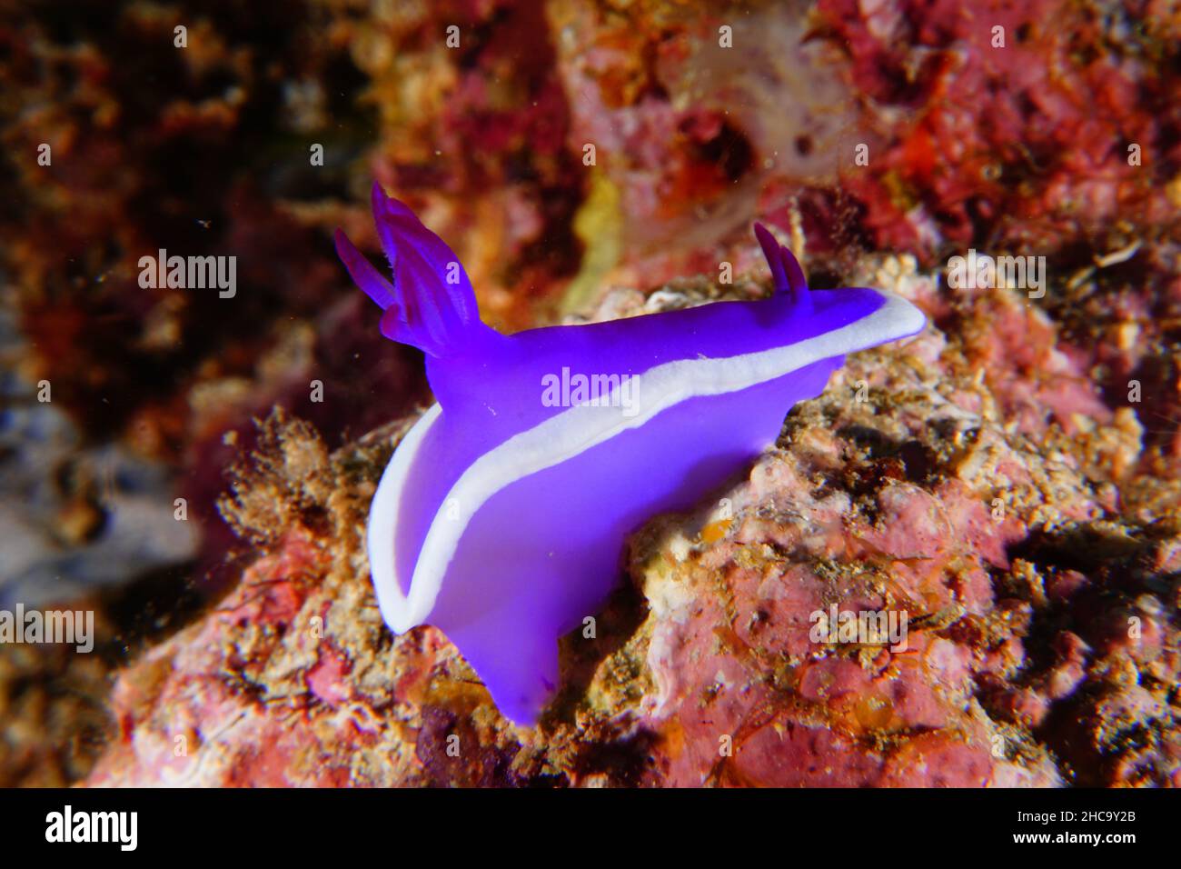 Nudibranch schwimmt unter Wasser; Korallenriff auf der Insel Mabul, Malaysia Stockfoto