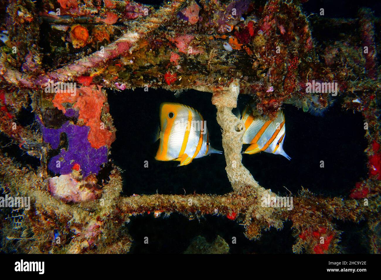 Exotische Fische, die unter Wasser schwimmen, Mabul Island, Malaysia Stockfoto
