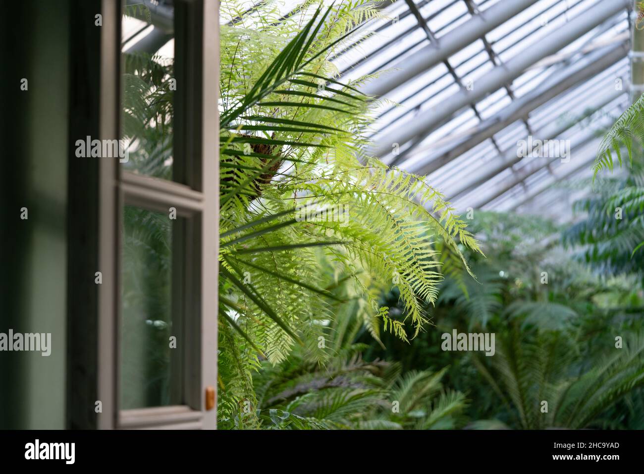 Gewächshaus oder Orangerie mit tropischen exotischen Pflanzen. Der Innenraum des subtropischen Wintergartens Stockfoto