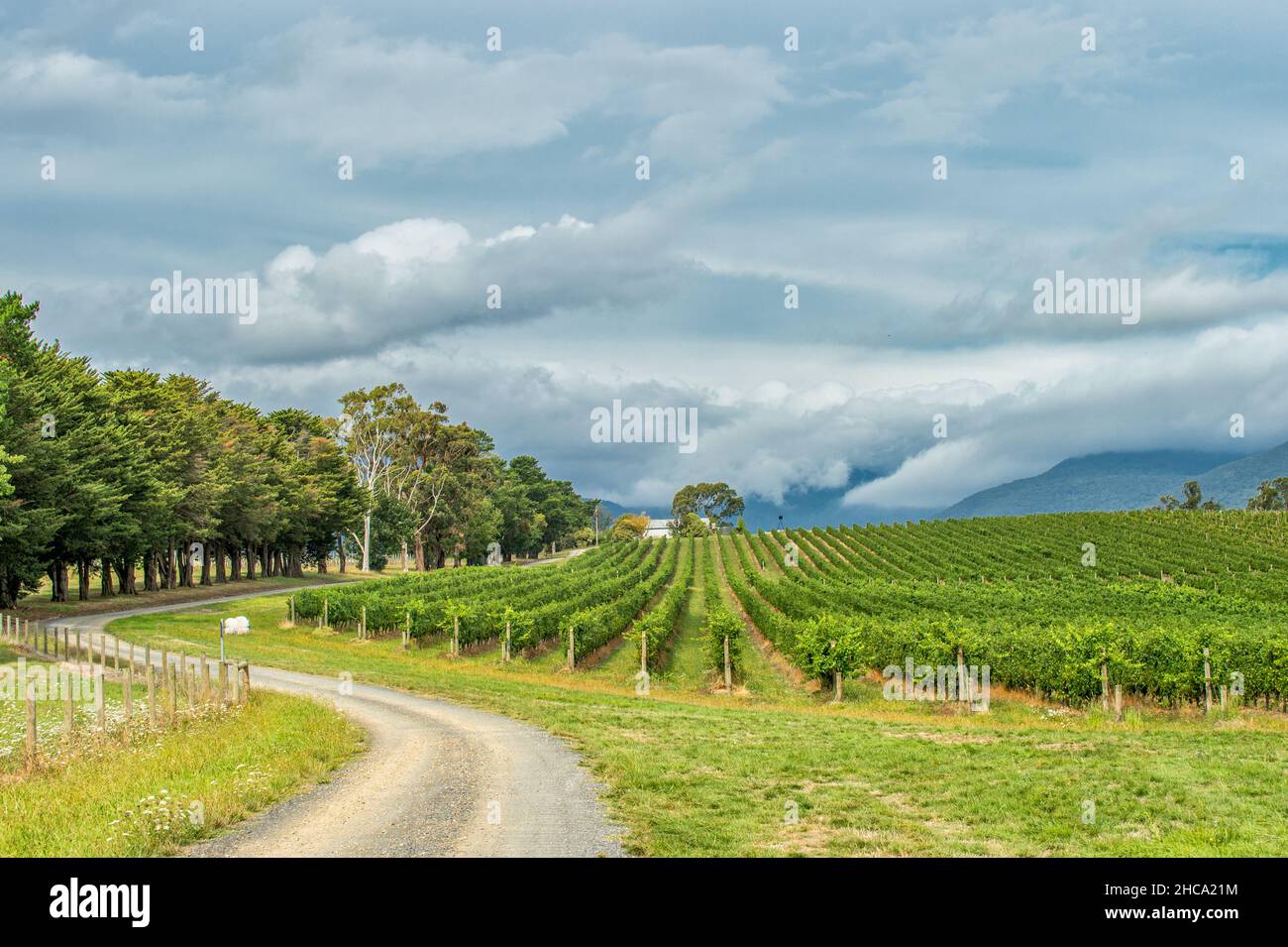 Weinberge in Yarra Valley, Victoria. Das Yarra Valley ist eine der erstklassigen Weinanbauregionen Australiens. Stockfoto