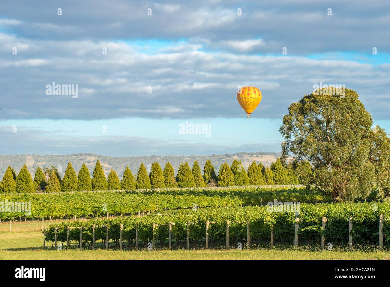 Weinberge in Yarra Valley, Victoria. Das Yarra Valley ist eine der erstklassigen Weinanbauregionen Australiens. Stockfoto