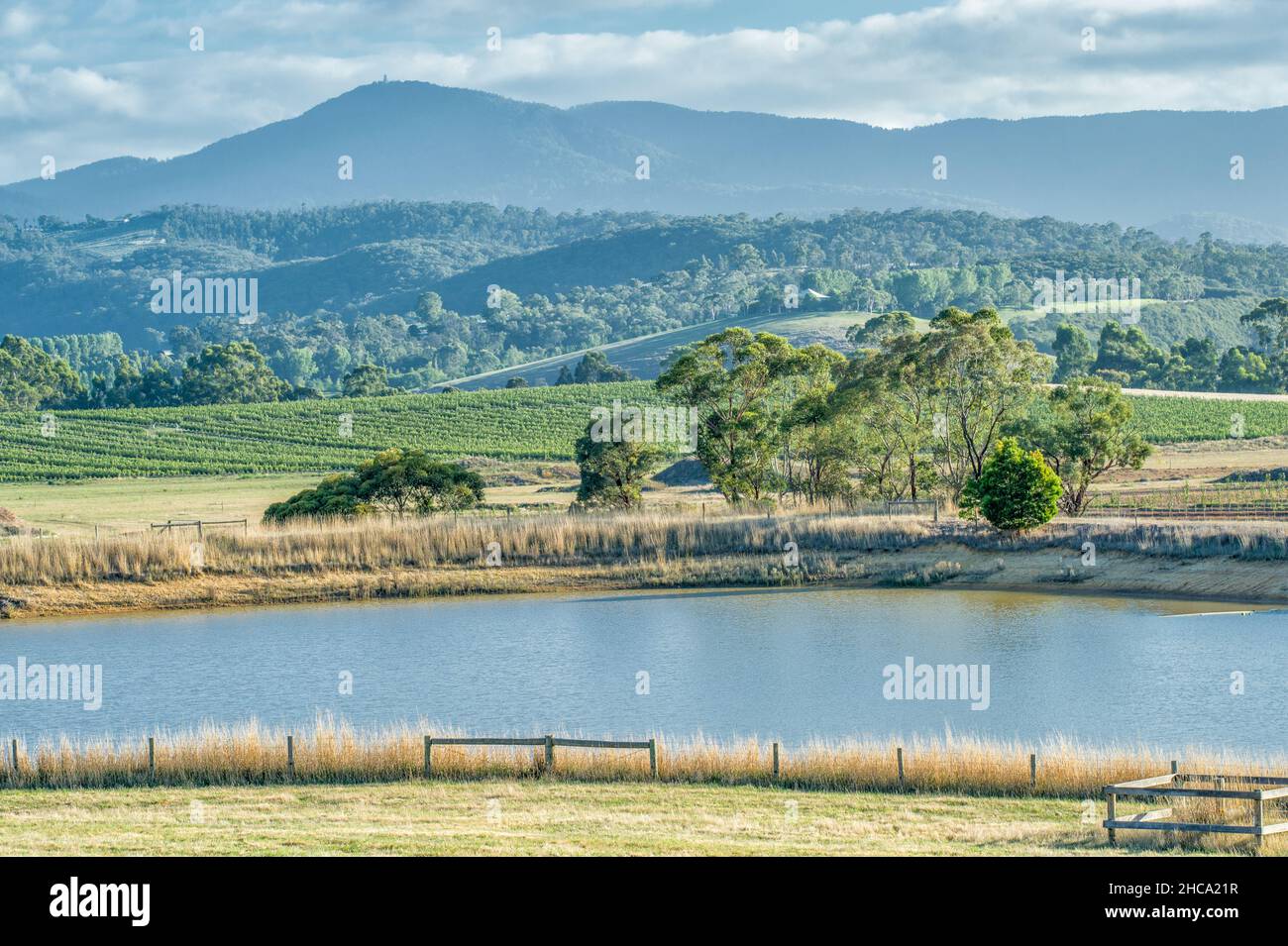 Weinberge in Yarra Valley, Victoria. Das Yarra Valley ist eine der erstklassigen Weinanbauregionen Australiens. Stockfoto