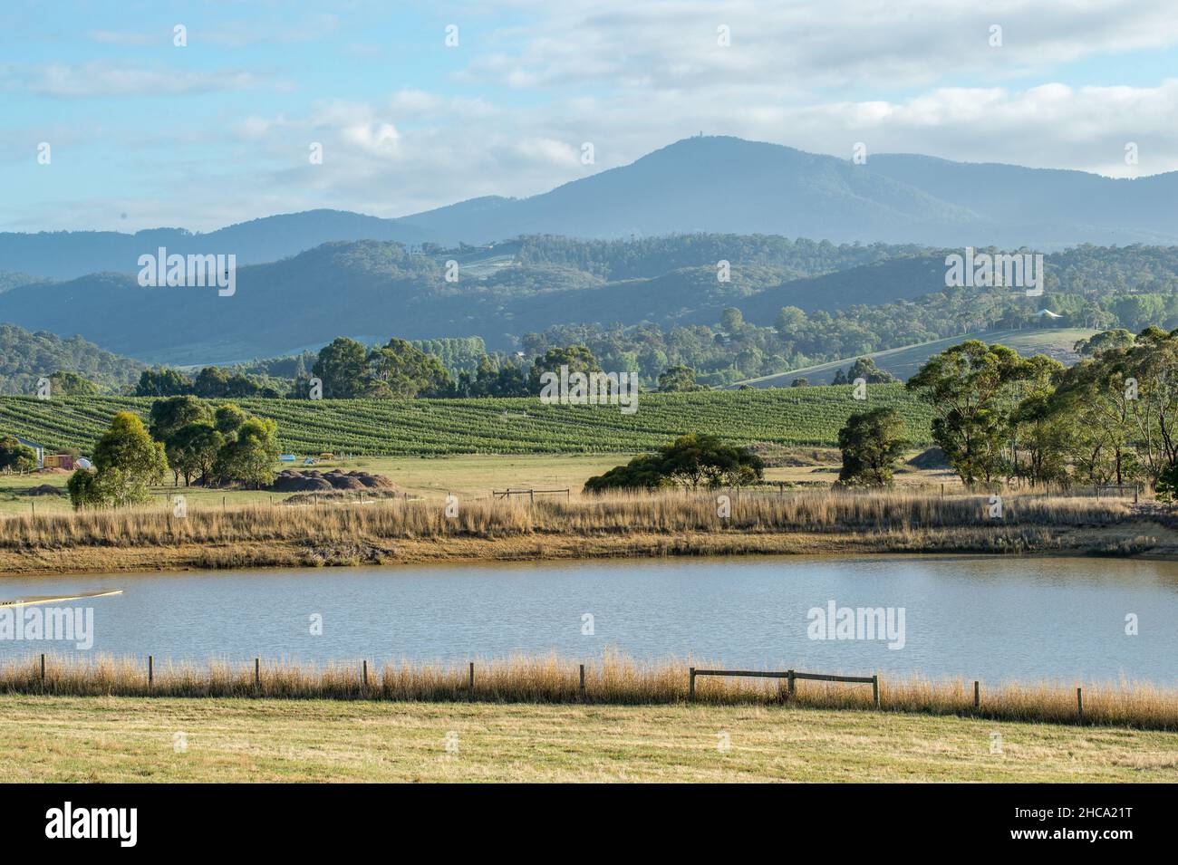 Weinberge in Yarra Valley, Victoria. Das Yarra Valley ist eine der erstklassigen Weinanbauregionen Australiens. Stockfoto