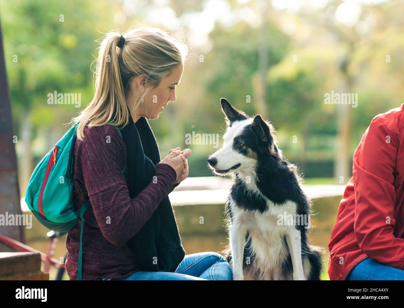 Frau, die in einem Park sitzt und einem Hund eine essbare Freude macht Stockfoto
