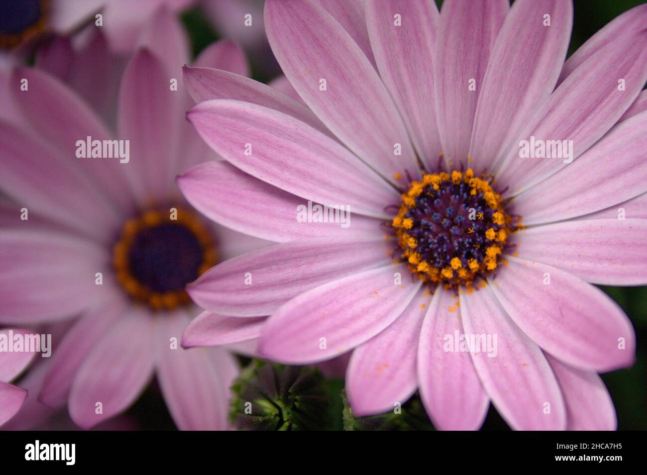 Nahaufnahme der violetten Osteospermum-Blüten im Garten Stockfoto