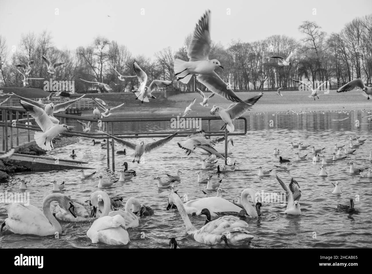 Graustufenansicht von fliegenden Möwen und schwebenden Schwanen im Teich Stockfoto