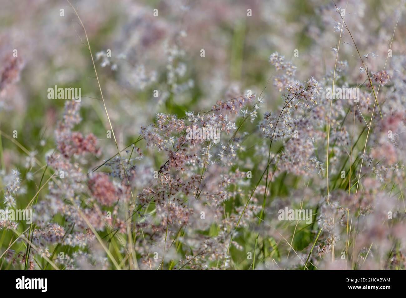 Nahaufnahme von schönen Wildblumen auf einem Feld Stockfoto