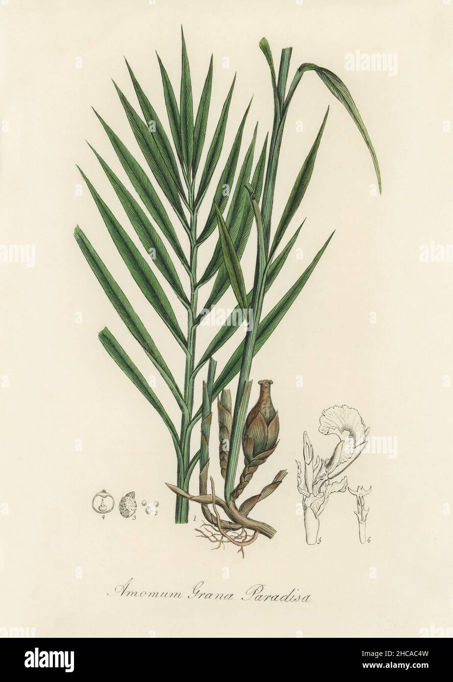 Amomum (Amomum granum) paradisi Illustration aus Medical Botany (1836) von John Stephenson und James Morss Churchill. Stockfoto