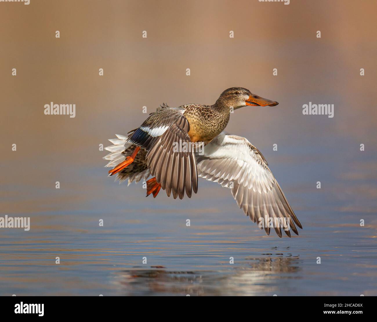 Nördliche Schaufelhuhn (Spatula clypeata) im Flug knapp über dem Wasserstand Stockfoto