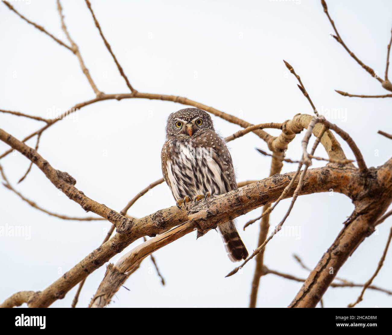 Nördliche Zwergeule (Glaucidium californicum) auf einem Ast thronend, sind Zwergeulen Tageseulen Colorado Rocky Mountains, USA Stockfoto