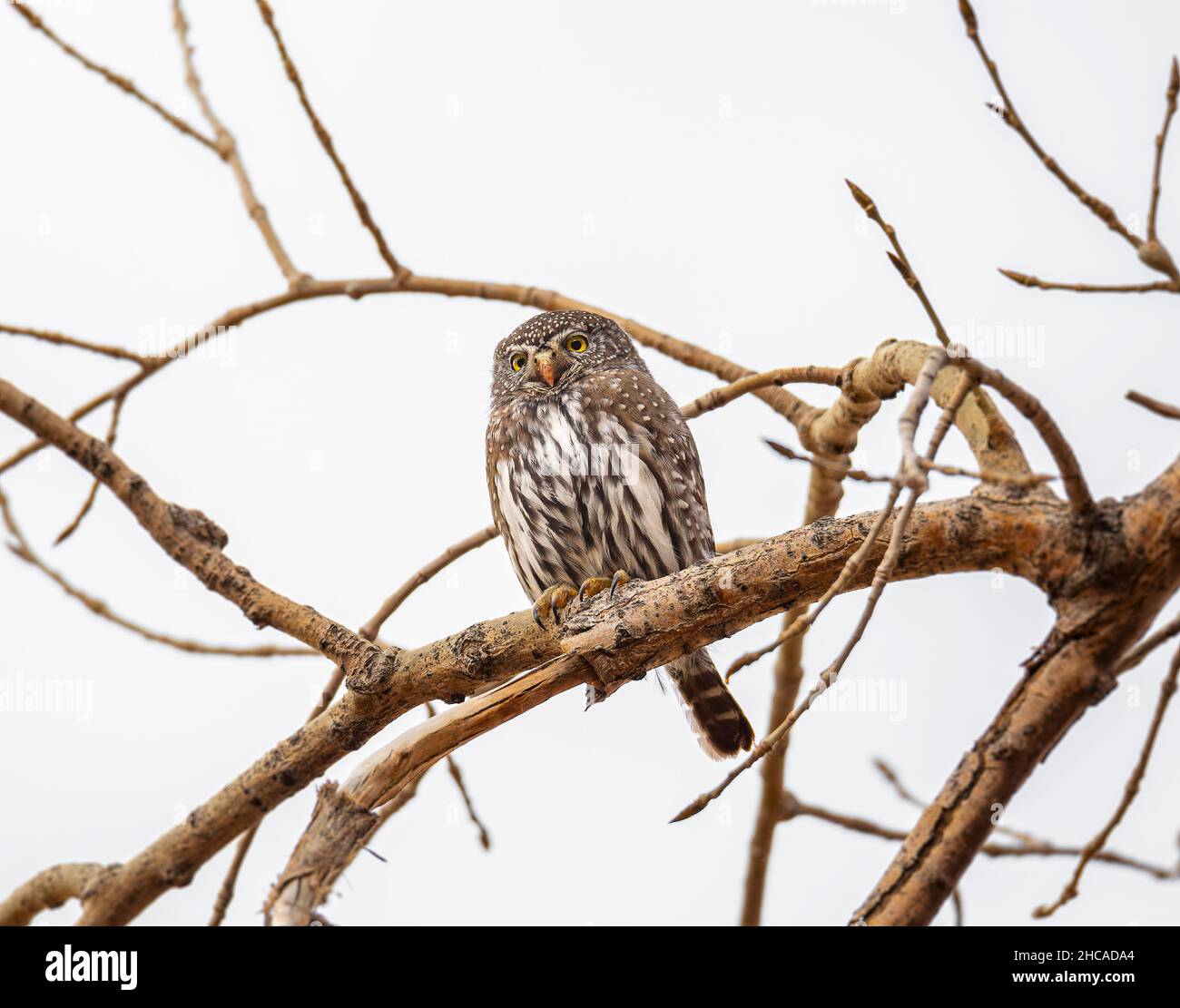 Nördliche Zwergeule (Glaucidium californicum) auf einem Ast thronend, sind Zwergeulen Tageseulen Colorado Rocky Mountains, USA Stockfoto