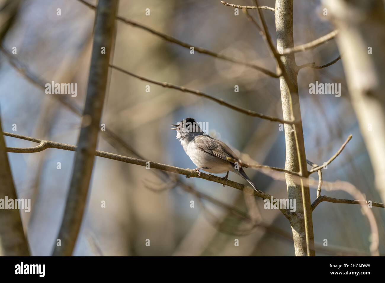 Eurasische Schwarzmütze (Sylvia atricapilla) singt im frühen Frühjahr Stockfoto