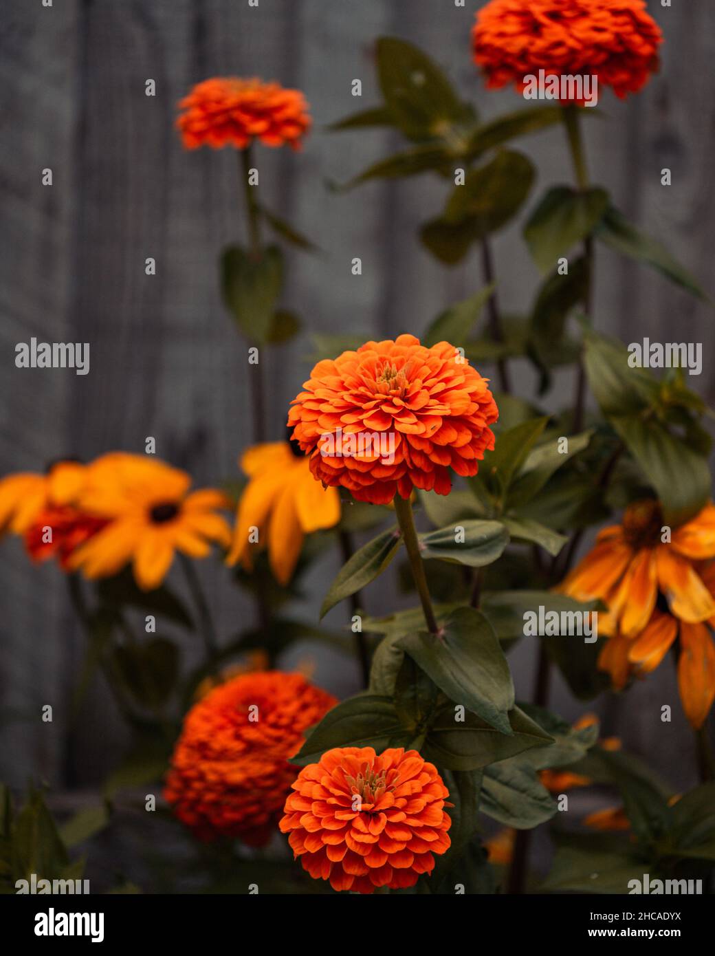 Vertikale Nahaufnahme von Zinnia Orange King. Stockfoto